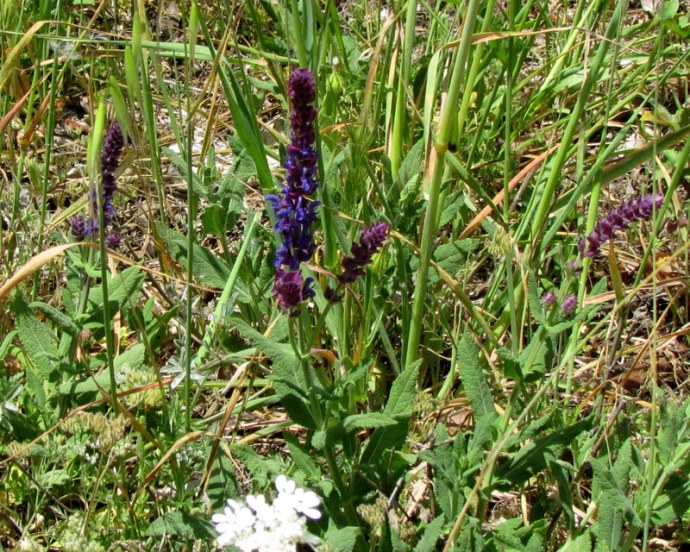 Salvia leucantha IMG_8079