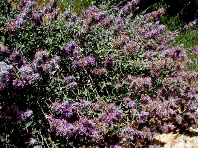 Salvia leucophylla IMG_8057