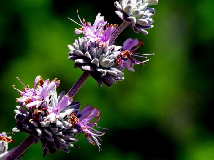 Salvia leucophylla IMG_8060