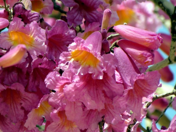 Tabebuia impetiginosa IMG_7908