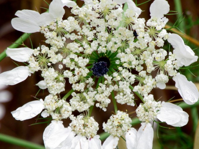 Artedia squamata IMG_8696