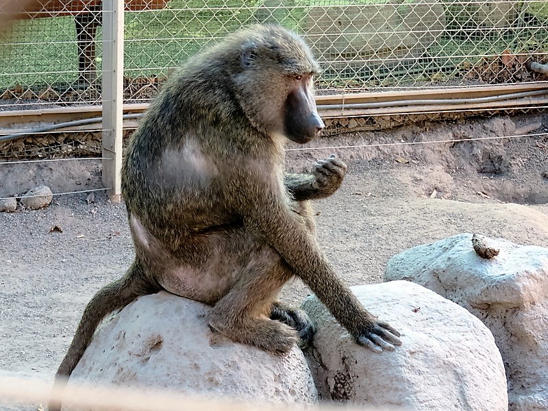 Babuin_IMG_8562-001