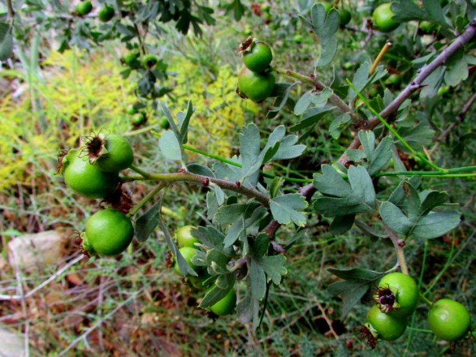Boyaryshn_Crataegus aronia IMG_8724