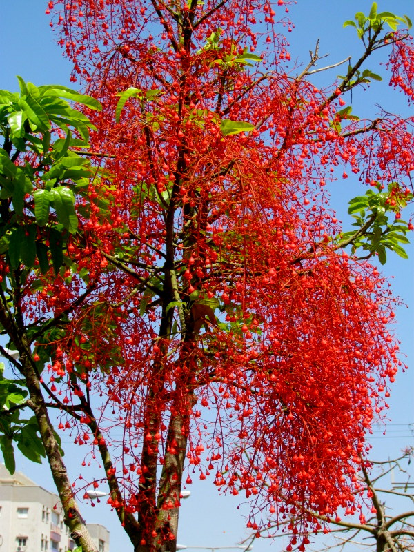 Brachychiton_Pl_IMG_2541-001