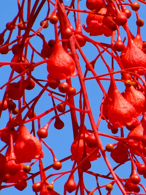 Brachychiton_Pl_IMG_2549