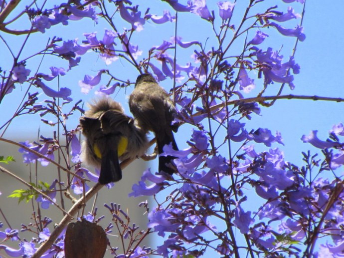 Bulbul_Jacaranda_IMG_8386