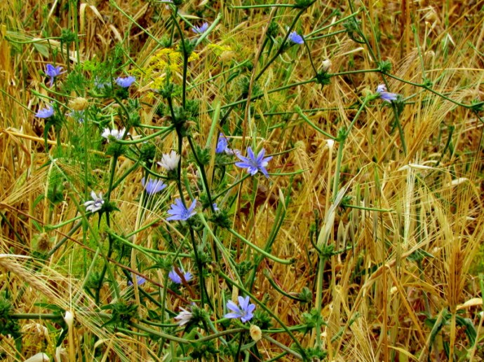 Cichorium_IMG_8672