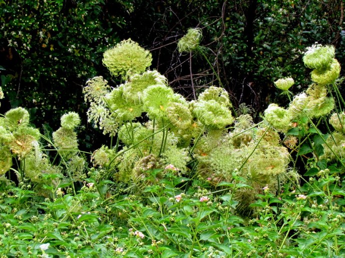 Daucus carota IMG_8860