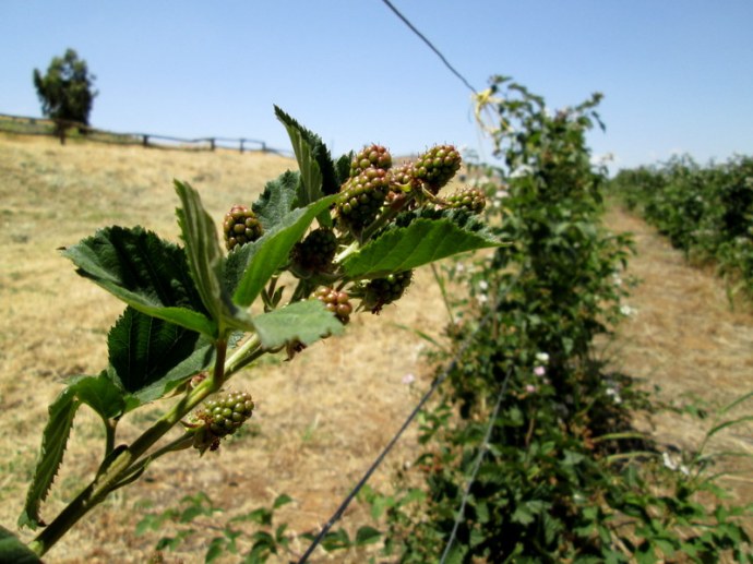 Ejev_Eubatus IMG_0510