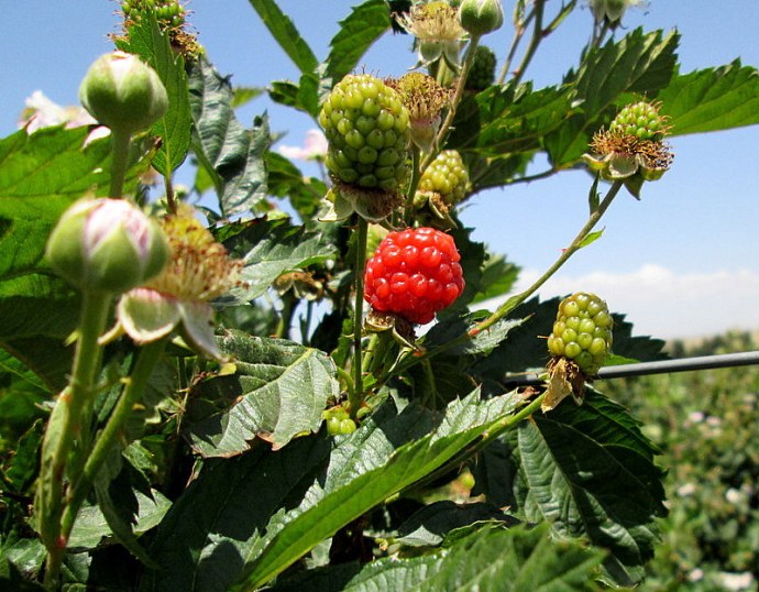 Ejev_Eubatus IMG_0529-003