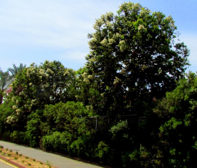 Eucalyptus torelliana IMG_9691