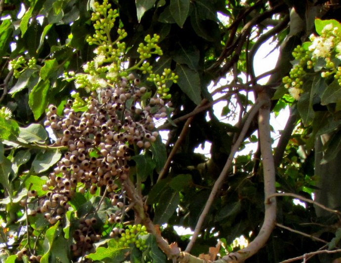 Eucalyptus torelliana IMG_9694-002