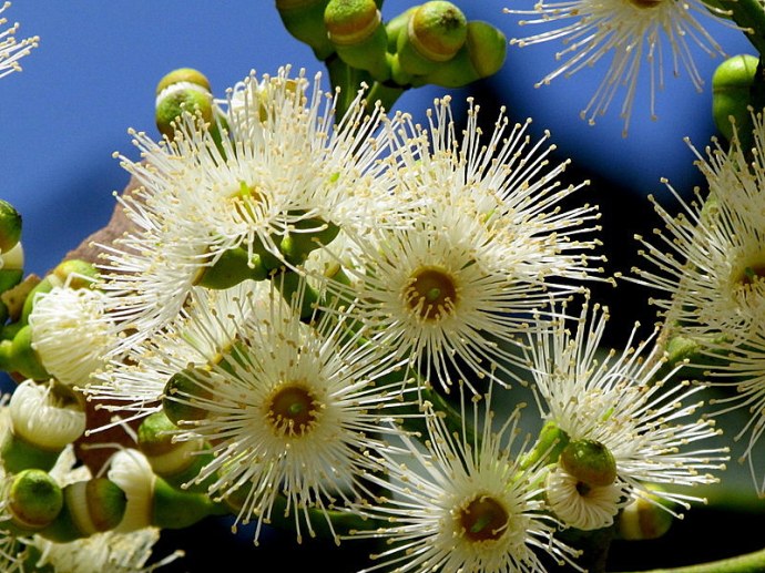 Eucalyptus torelliana IMG_9698-001