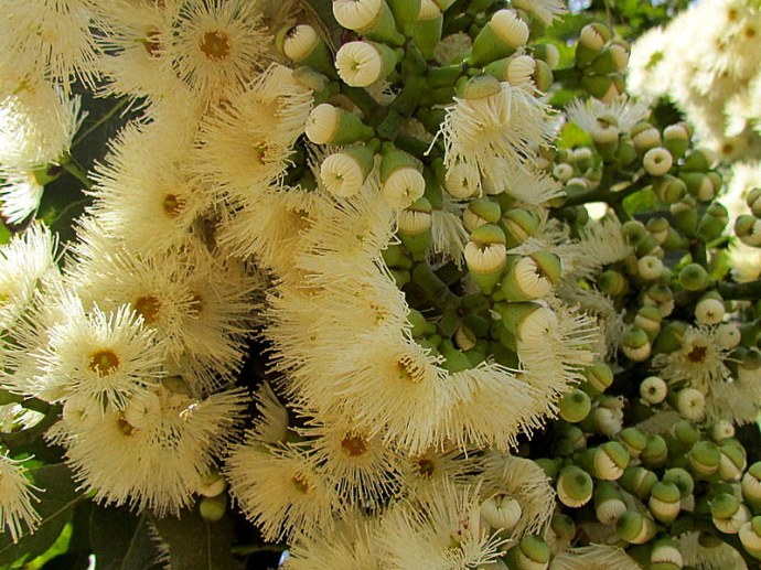 Eucalyptus torelliana IMG_9702-001