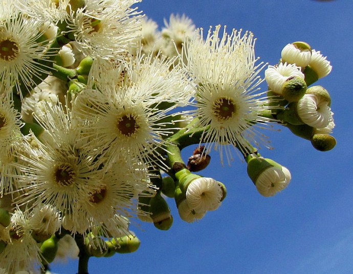 Eucalyptus torelliana IMG_9705-001
