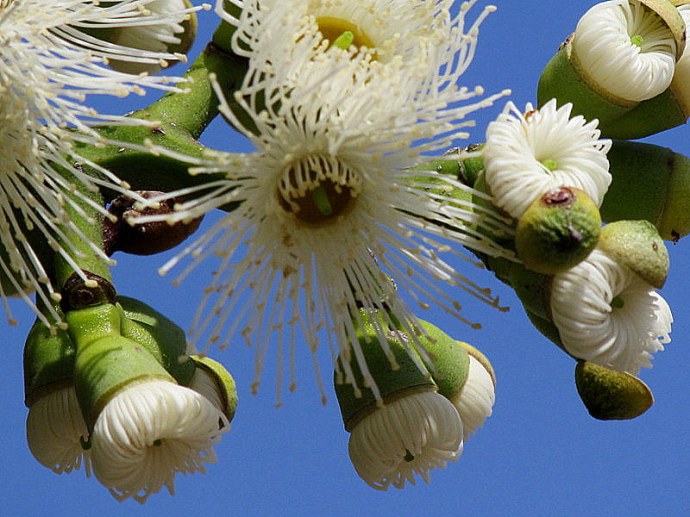 Eucalyptus torelliana IMG_9714-004