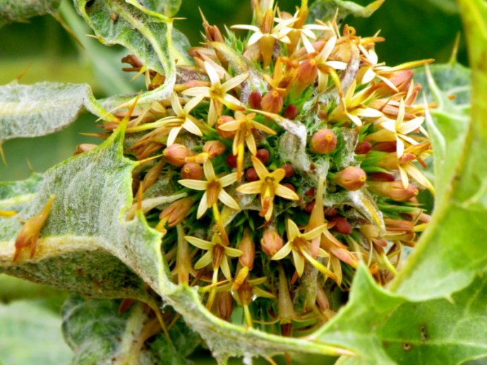 Gundelia tournefort​ii IMG_8617