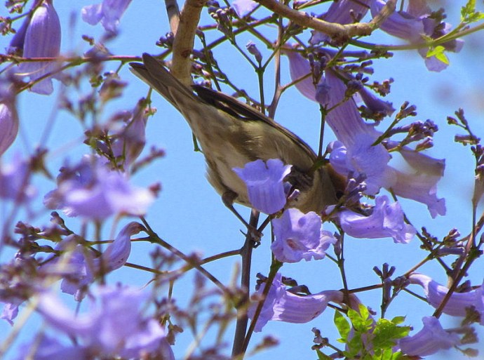 Jacaranda_Slavka_IMG_2616-001