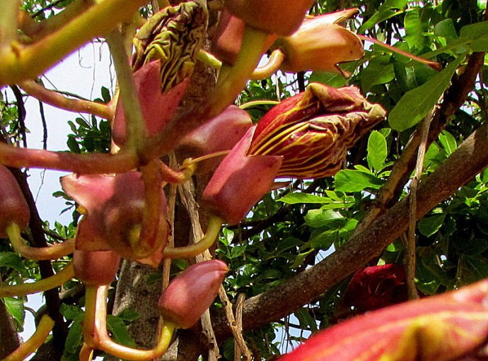 Kigelia IMG_9655-002