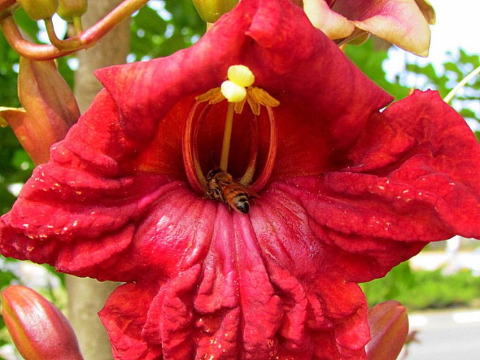 Kigelia IMG_9662-001