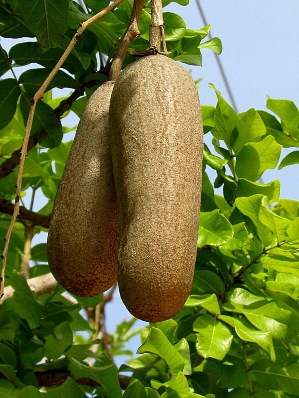 Kigelia IMG_9676-001