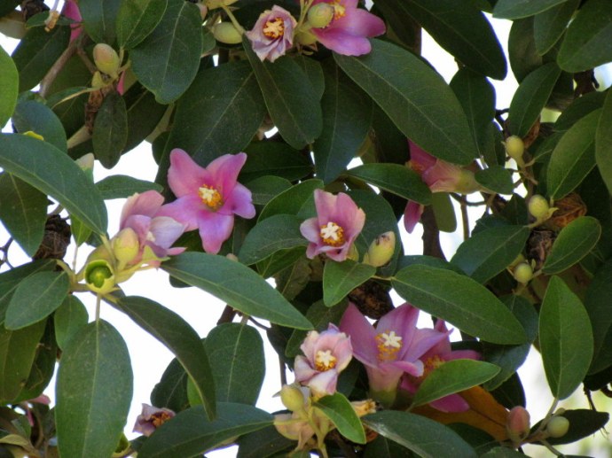 Lagunaria patersonii IMG_3147