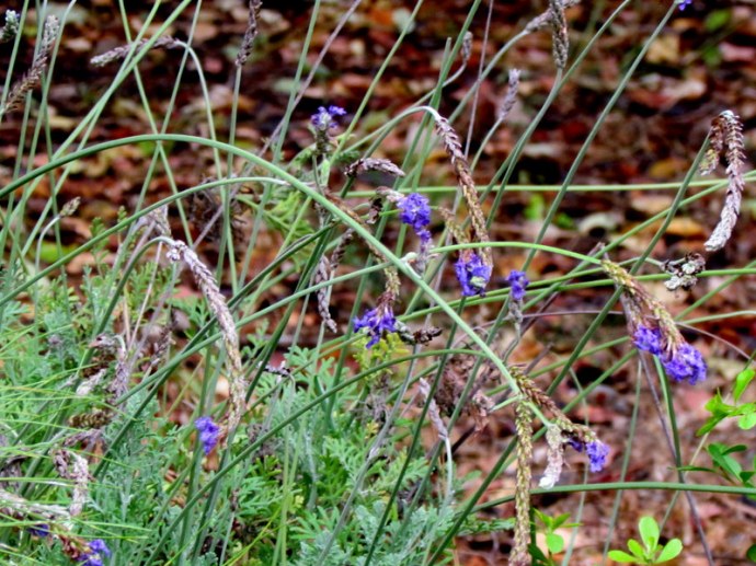 Lavandula pubescens IMG_8943