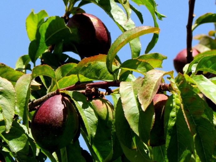 Nectarin_Prunus persica IMG_0554