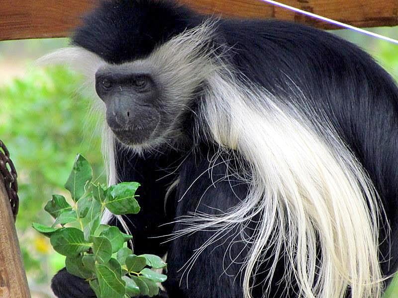 Obez-022_Colobus