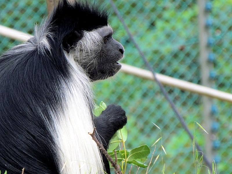 Obez-023_Colobus
