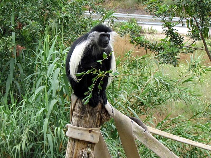 Obez-024_Colobus