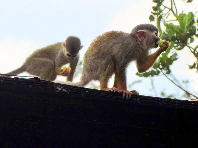 Obez-035_Saimiri sciureus