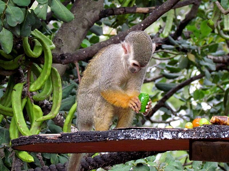 Obez-036_Saimiri sciureus