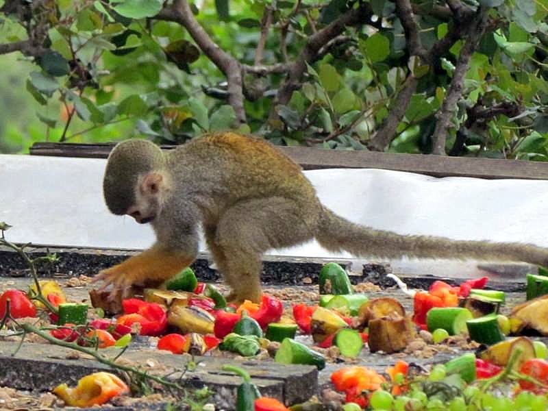 Obez-037_Saimiri sciureus