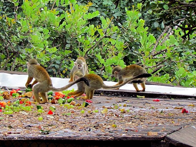 Obez-038_Saimiri sciureus