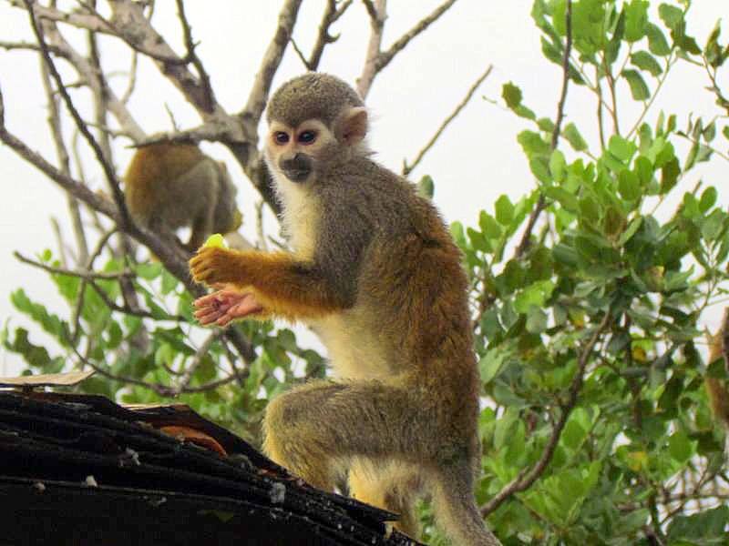 Obez-039_Saimiri sciureus