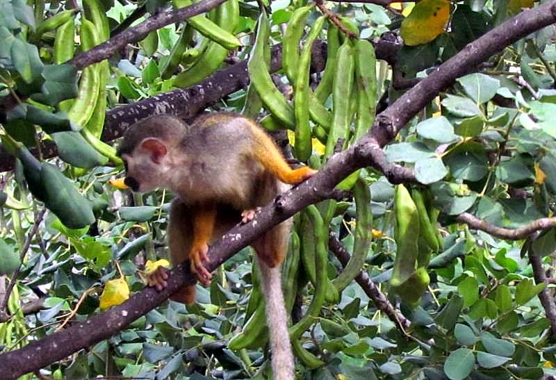 Obez-040_Saimiri sciureus