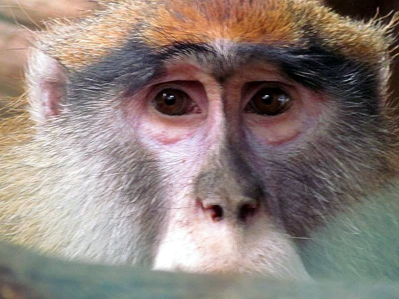 Obez-041_Saimiri sciureus