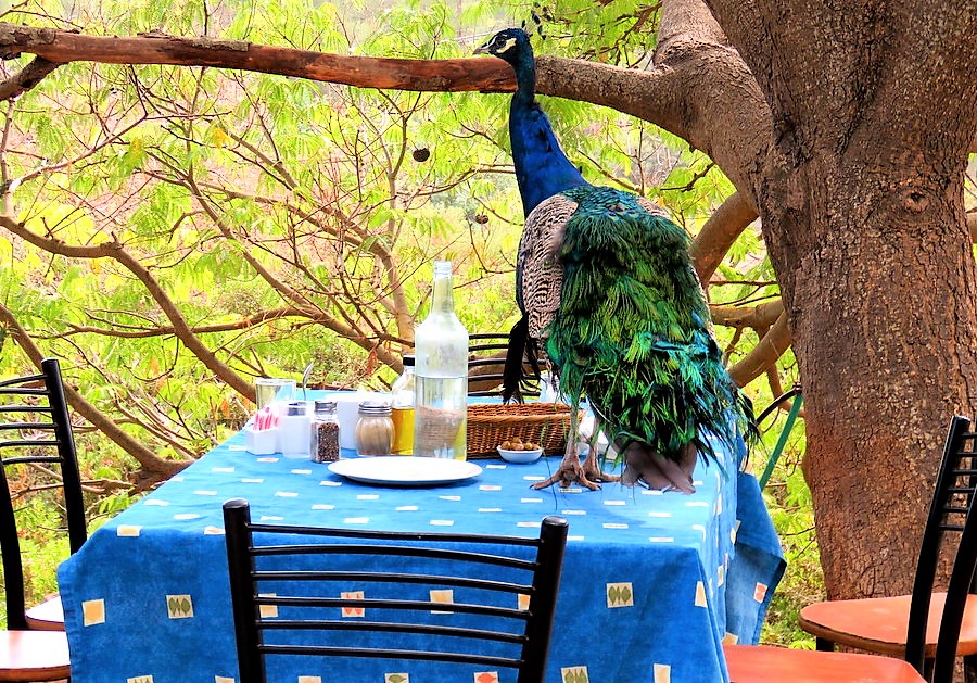 _Pavlin_IMG_1259 (2)