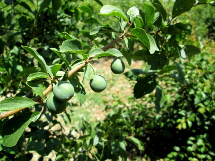 Prunus domestica var. syriaca IMG_0564