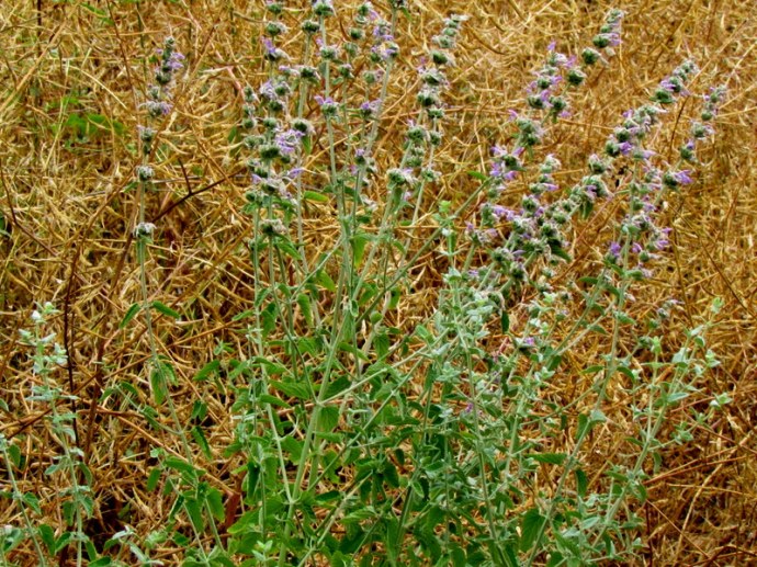 Satureja thymbra IMG_8614