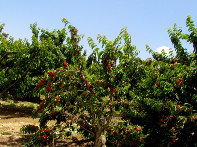 Chereshnia_IMG_0738-001