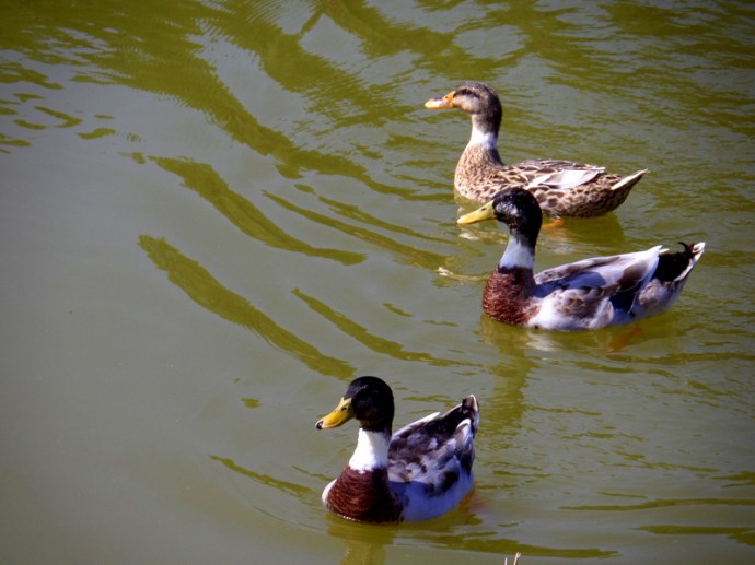 SAMSUNG CAMERA PICTURES