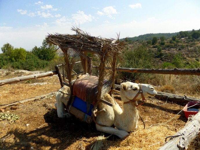 SAMSUNG CAMERA PICTURES