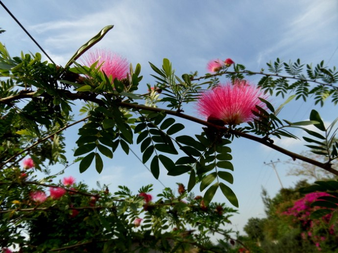 SAMSUNG CAMERA PICTURES