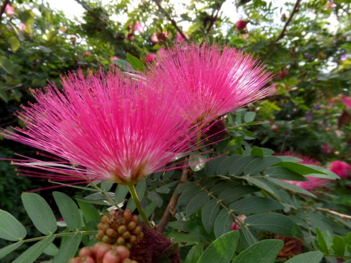 SAMSUNG CAMERA PICTURES