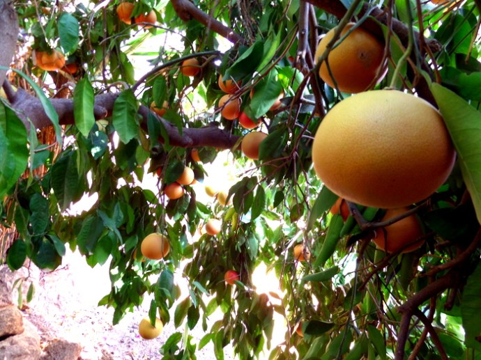 SAMSUNG CAMERA PICTURES