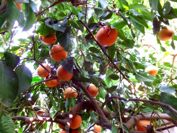 SAMSUNG CAMERA PICTURES