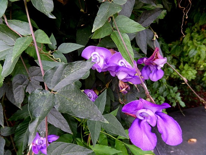 SAMSUNG CAMERA PICTURES