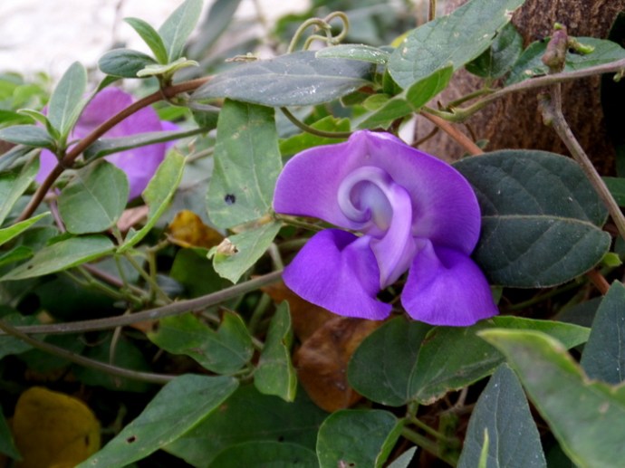 SAMSUNG CAMERA PICTURES